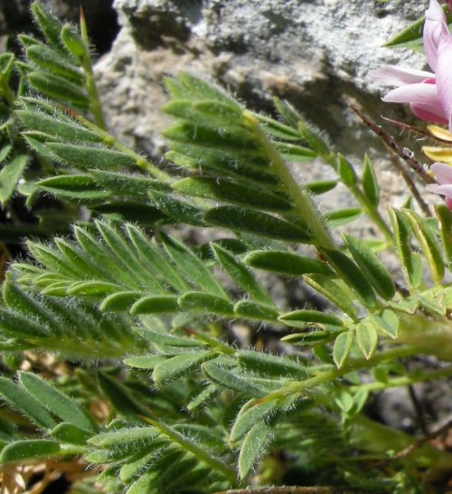 Astragalus sempervirens / Astragalo sempreverde